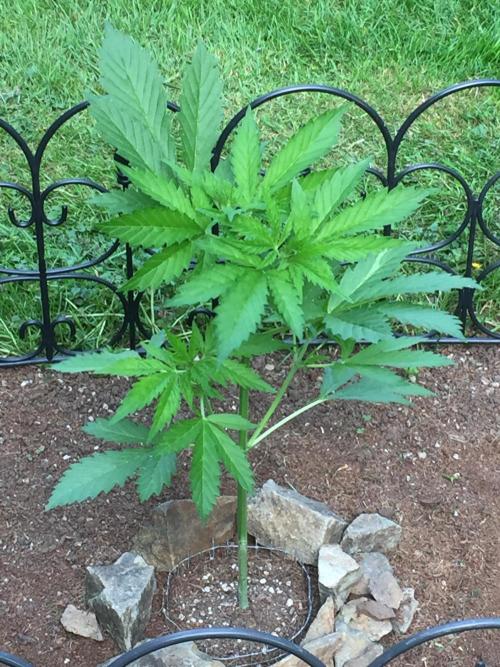 FastBuds 2026 Outdoor Contest. Week 6 - Day 39
