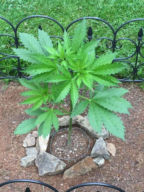 FastBuds 2026 Outdoor Contest. Week 6 - DAY 40