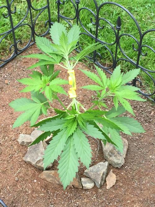 FastBuds 2026 Outdoor Contest. Week 6 - DAY 41