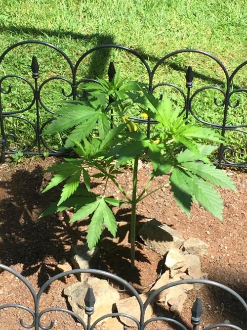 FastBuds 2026 Outdoor Contest. Week 6 - Day 42
