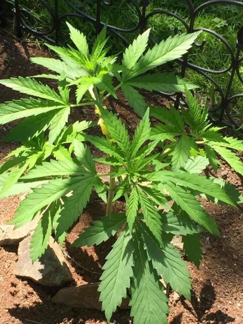 FastBuds 2026 Outdoor Contest. Week 6 - Day 42