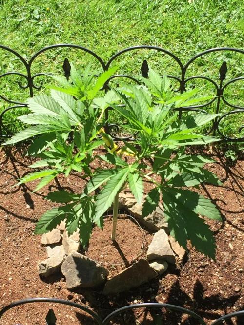 FastBuds 2026 Outdoor Contest. Week 7 - Day 44