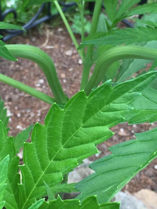 FastBuds 2026 Outdoor Contest. Week 7 - Day 45