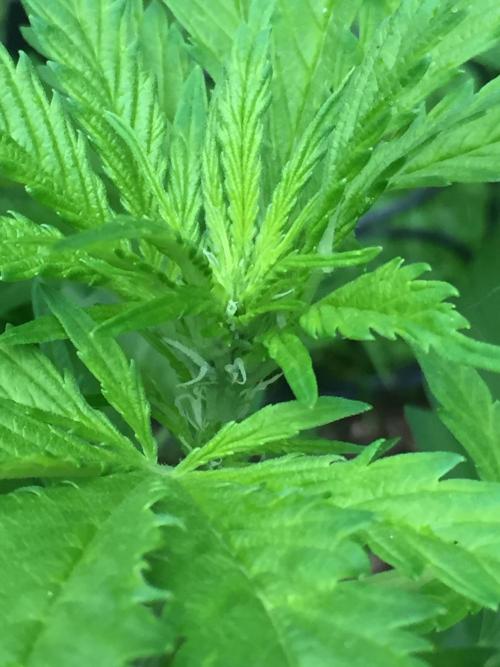 FastBuds 2026 Outdoor Contest. Week 7 - Day 47