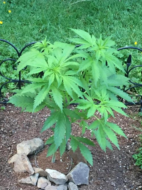 FastBuds 2026 Outdoor Contest. Week 7 - Day 48
