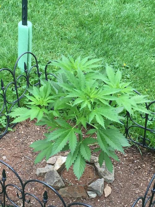 FastBuds 2026 Outdoor Contest. Week 7 - Day 49