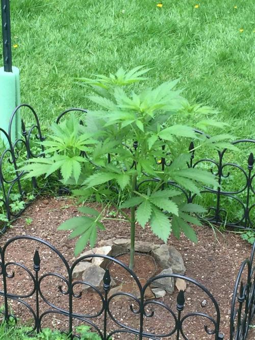 FastBuds 2026 Outdoor Contest. Week 8 - Day 50
