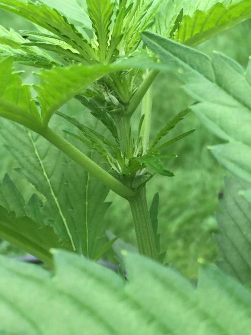 FastBuds 2026 Outdoor Contest. Week 8 - Day 51
