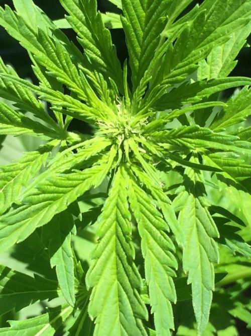 FastBuds 2026 Outdoor Contest. Week 8 - Day 52