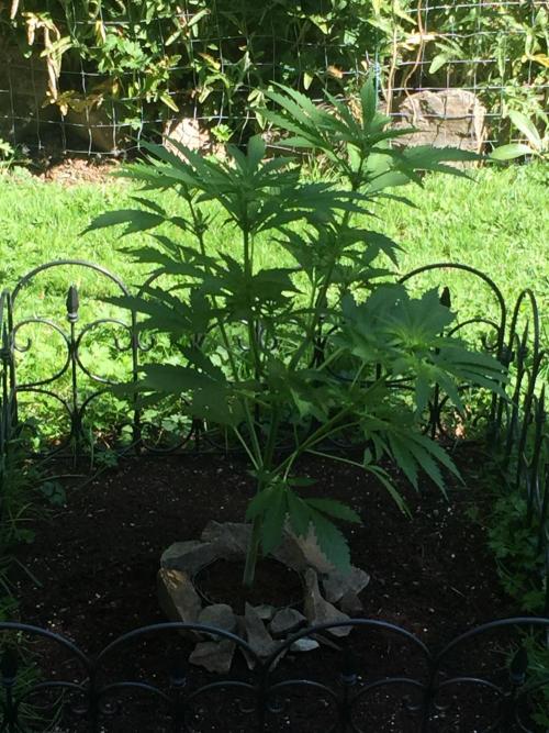 FastBuds 2026 Outdoor Contest. Week 8 - Day 54