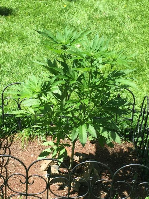 FastBuds 2026 Outdoor Contest. Week 8 - Day 56