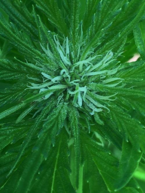 FastBuds 2026 Outdoor Contest. Week 8 - Day 56
