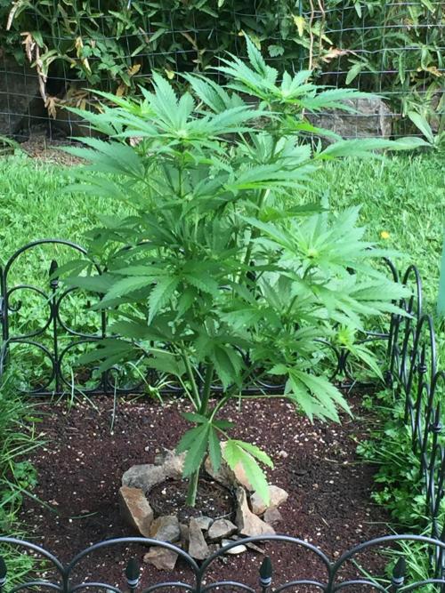 FastBuds 2026 Outdoor Contest. Week 9 - Day 57