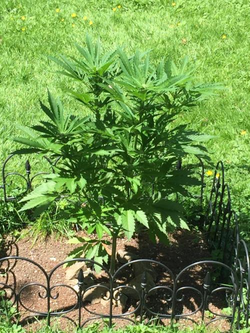 FastBuds 2026 Outdoor Contest. Week 9 - Day 58