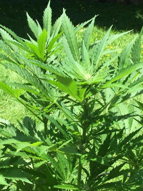 FastBuds 2026 Outdoor Contest. Week 9 - Day 59