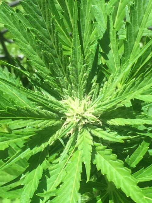FastBuds 2026 Outdoor Contest. Week 9 - Day 60