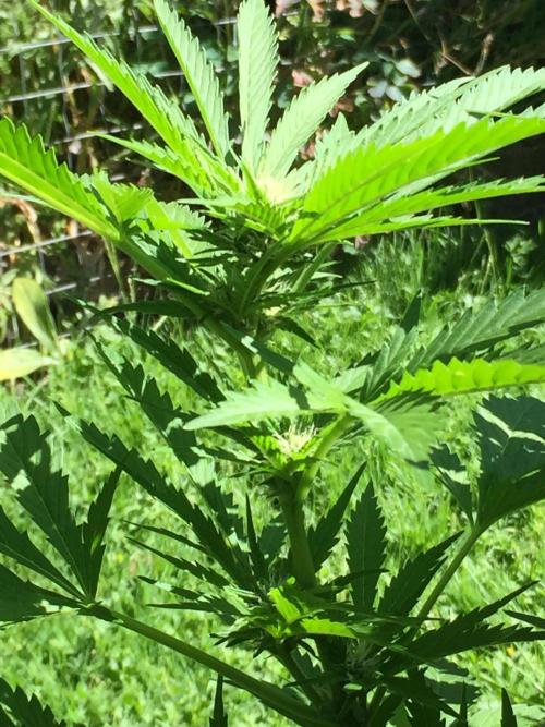 FastBuds 2026 Outdoor Contest. Week 9 - Day 61