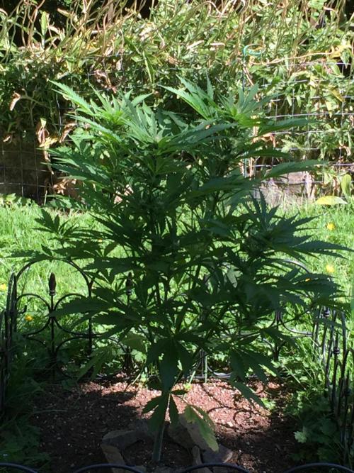 FastBuds 2026 Outdoor Contest. Week 9 - Day 63