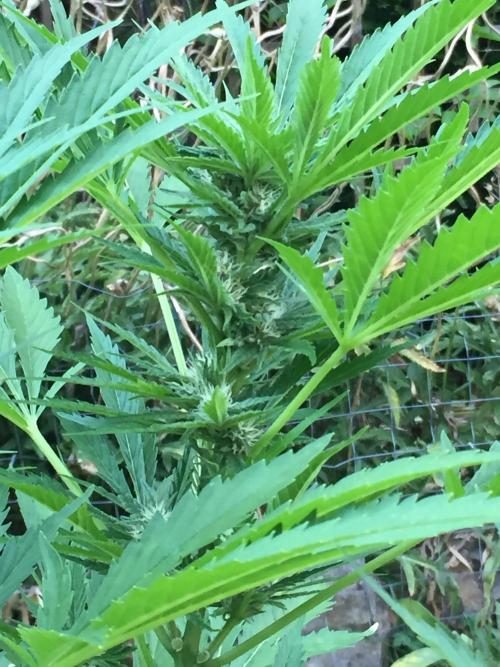 FastBuds 2026 Outdoor Contest. Week 10 - Day 65