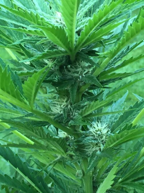 FastBuds 2026 Outdoor Contest. Week 10 - Day 65