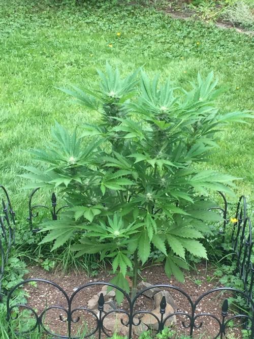 FastBuds 2026 Outdoor Contest. Week 10 - Day 66