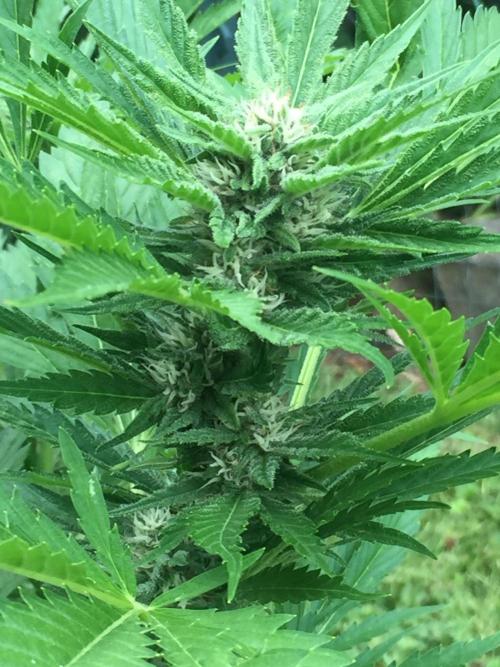 FastBuds 2026 Outdoor Contest. Week 10 -  Day 67