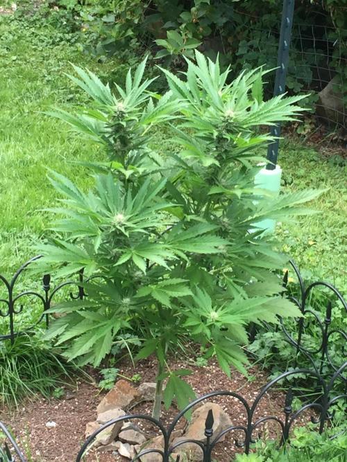 FastBuds 2026 Outdoor Contest. Week 10 - Day 68