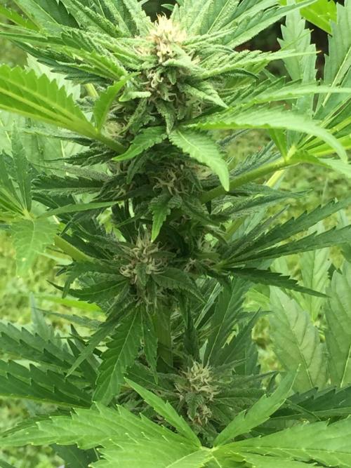 FastBuds 2026 Outdoor Contest. Week 10 - Day 69