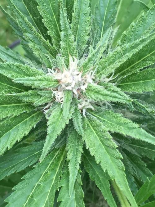 FastBuds 2026 Outdoor Contest. Week 10 - Day 70