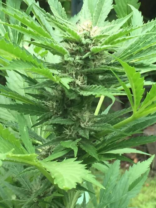FastBuds 2026 Outdoor Contest. Week 10 - Day 70