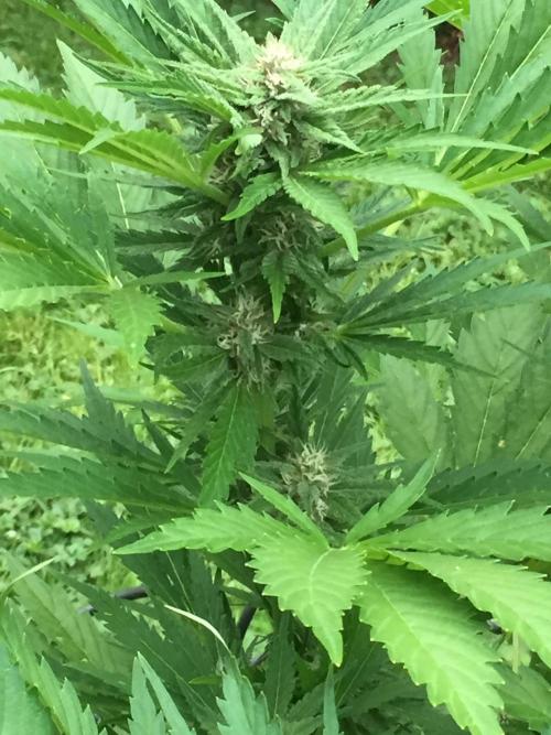 FastBuds 2026 Outdoor Contest. Week 10 - Day 70