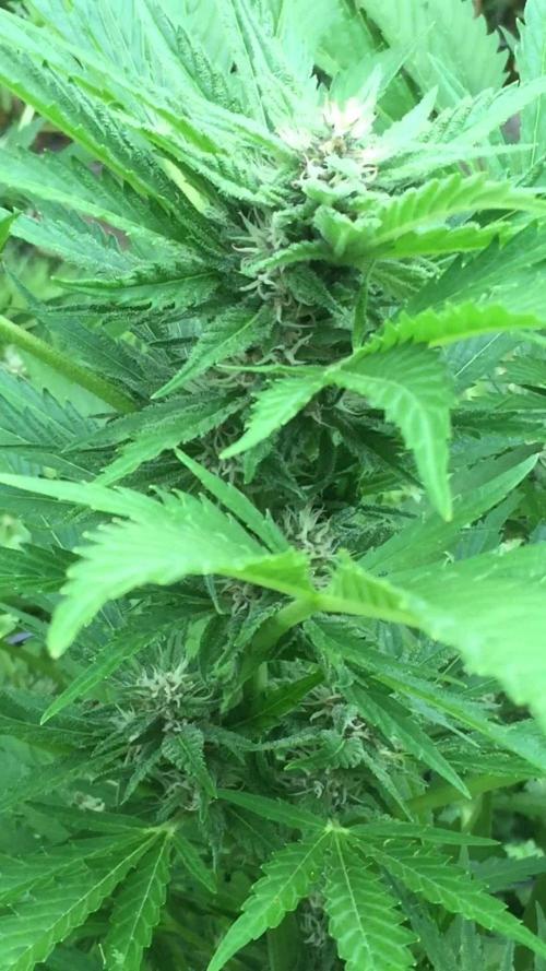 FastBuds 2026 Outdoor Contest