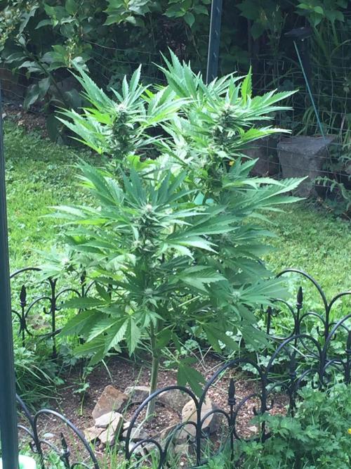 Cherry Cola Auto RF3. Week 10
