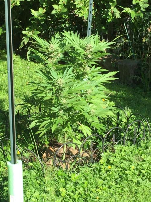 FastBuds 2026 Outdoor Contest. Week 11 - Day 71