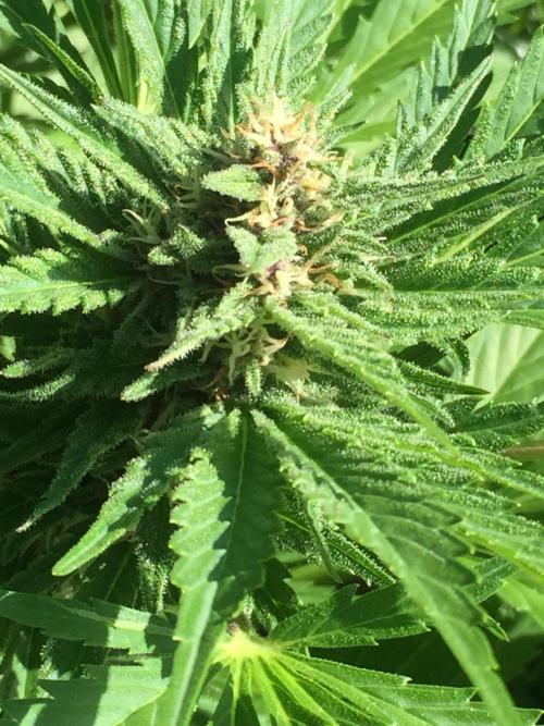 FastBuds 2026 Outdoor Contest. Week 11 - Day 72