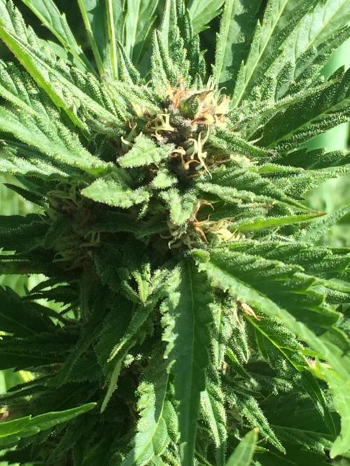 FastBuds 2026 Outdoor Contest. Week 11 -  Day 72