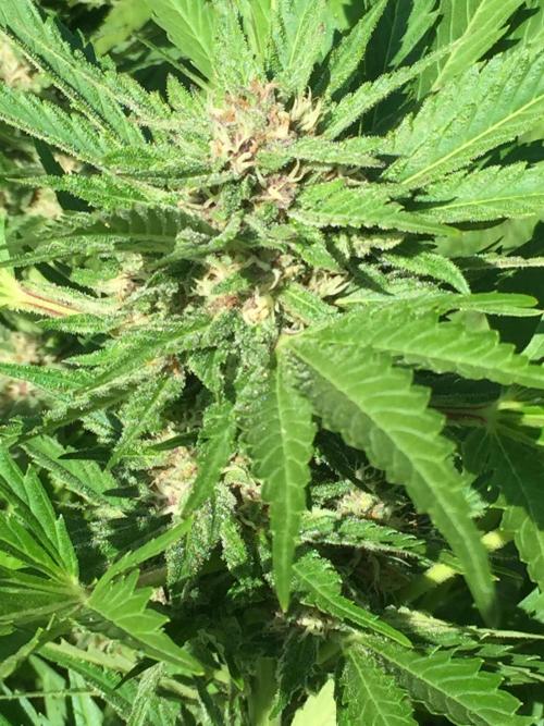 FastBuds 2026 Outdoor Contest. Week 11 - Day 73