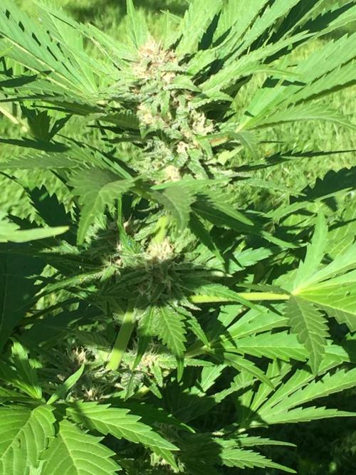 FastBuds 2026 Outdoor Contest. Week 11 - Day74