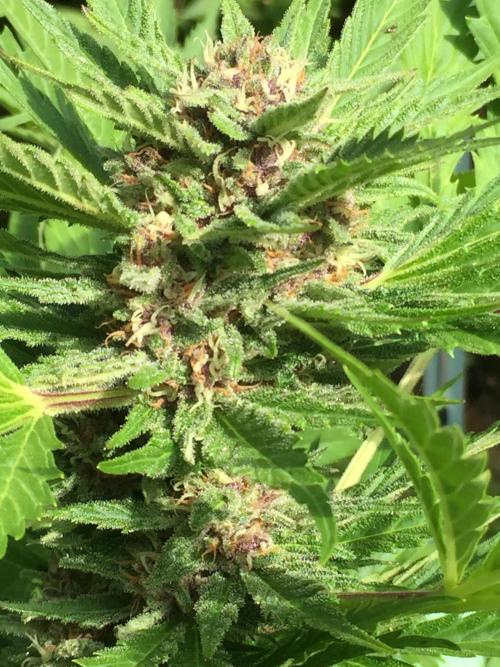 FastBuds 2026 Outdoor Contest. Week 11 - Day76