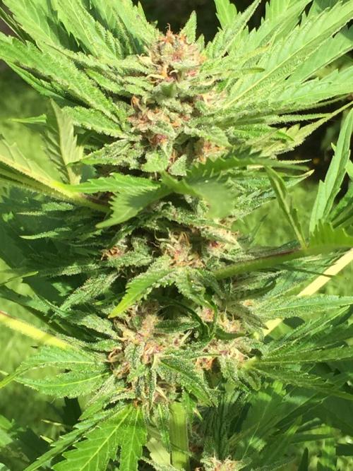 FastBuds 2026 Outdoor Contest. Week 11 - Day76