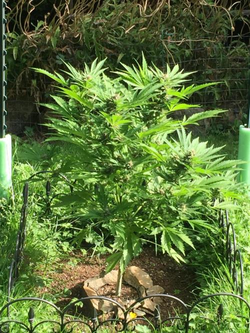 FastBuds 2026 Outdoor Contest. Week 11 - Day 77