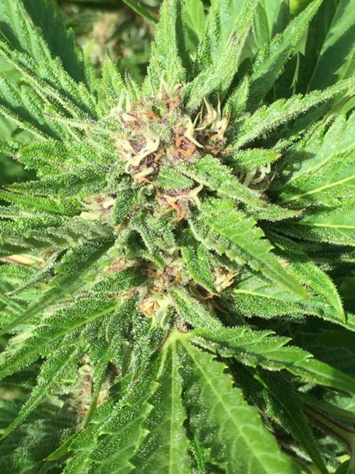 FastBuds 2026 Outdoor Contest. Week 11 - Day 77