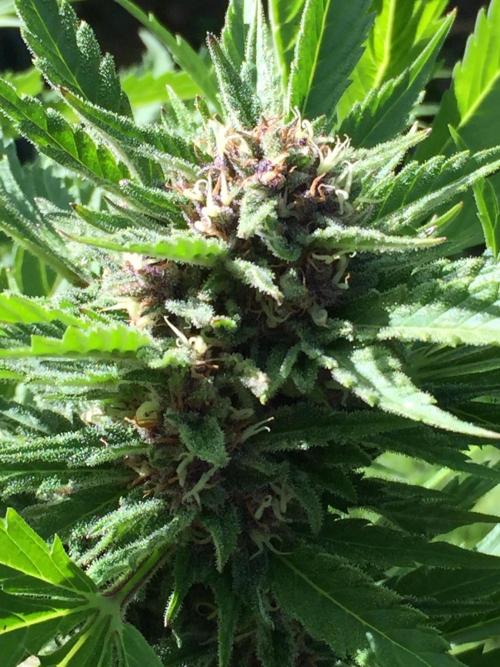 FastBuds 2026 Outdoor Contest. Week 12 - Day79
