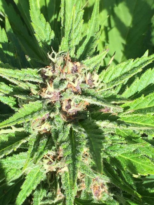 FastBuds 2026 Outdoor Contest. Week 12 - Day 79