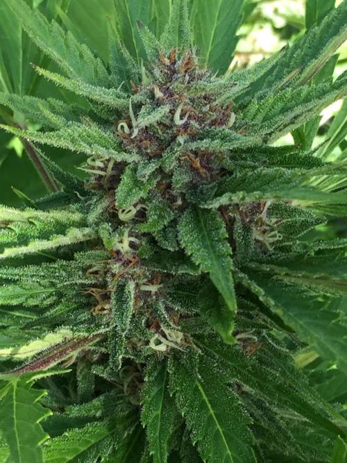 FastBuds 2026 Outdoor Contest. Week 12 - Day 79