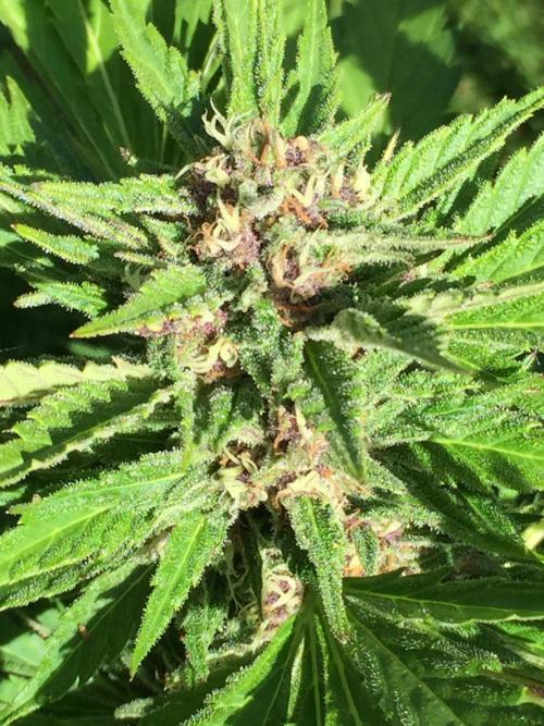 FastBuds 2026 Outdoor Contest. Week 12 - Day 80