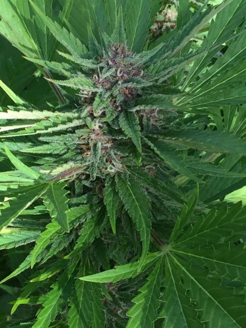FastBuds 2026 Outdoor Contest. Week 12 - Day 80