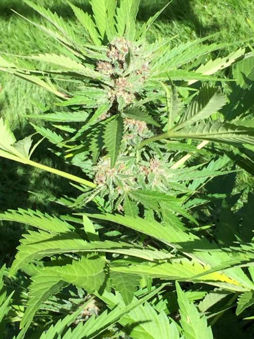 FastBuds 2026 Outdoor Contest. Week 12 - Day 81