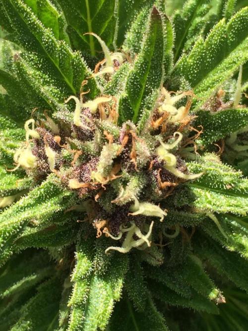 FastBuds 2026 Outdoor Contest. Week 12 - Day 81