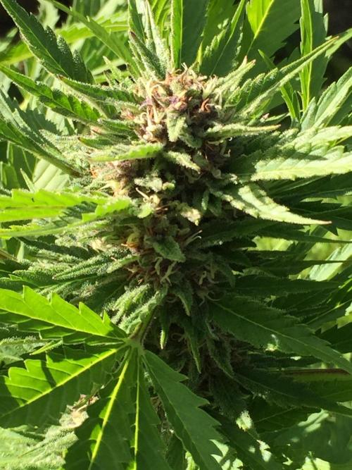 FastBuds 2026 Outdoor Contest. Week 12 - Day 81